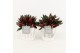 Peperomia caperata rosso in pure wood white 
