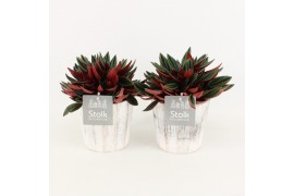 Peperomia caperata rosso in pure wood white