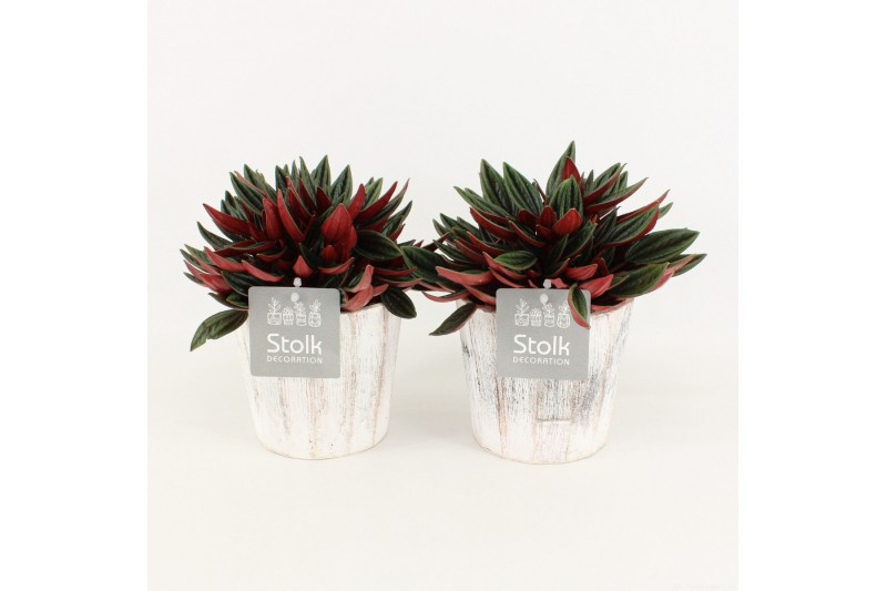 Peperomia caperata rosso in pure wood white 