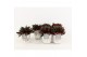 Peperomia caperata rosso in pure wood white 