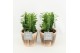 Euphorbia trigona rubra in wood bruin 
