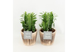 Euphorbia trigona rubra in wood bruin