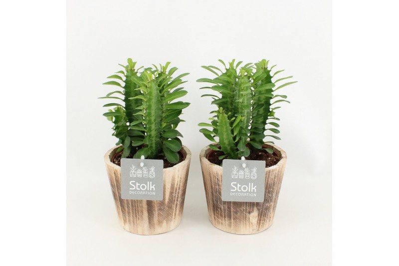 Euphorbia trigona rubra in wood bruin 