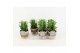 Euphorbia trigona rubra in wood bruin 