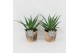 Aloe arborescens in wood bruin 