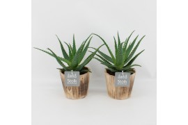 Aloe arborescens in wood bruin