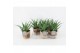 Aloe arborescens in wood bruin 