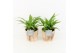 Chlorophytum lemon in wood bruin 