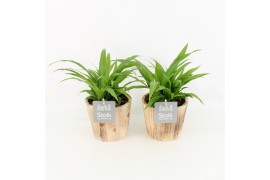 Chlorophytum lemon in wood bruin