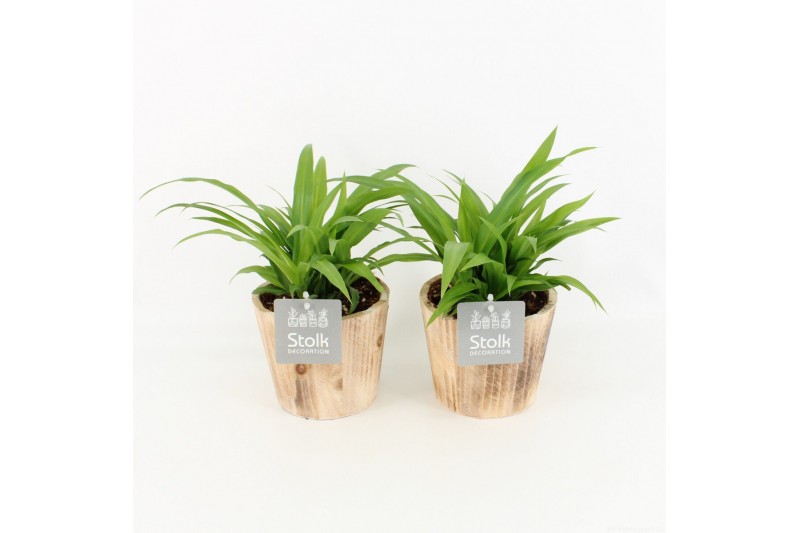 Chlorophytum lemon in wood bruin 