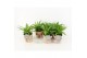 Chlorophytum lemon in wood bruin 