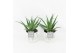 Aloe arborescens in pure wood wit 