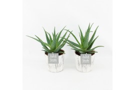 Aloe arborescens in pure wood wit