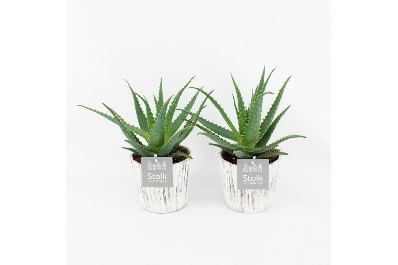 Aloe arborescens in pure wood wit 