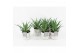 Aloe arborescens in pure wood wit 