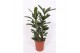 Ficus cyathistipula 