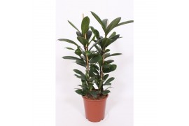 Ficus cyathistipula
