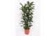 Ficus cyathistipula 