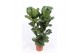 Ficus lyrata toef 