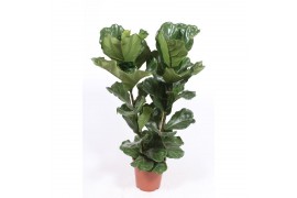 Ficus lyrata toef