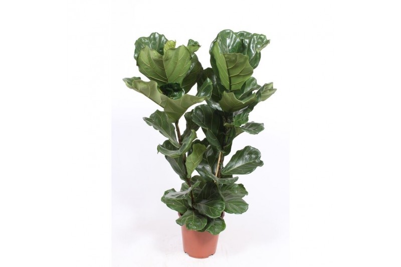 Ficus lyrata toef 
