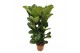 Ficus lyrata toef 