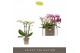 Phalaenopsis multiflora mix Optifriend 3spike 