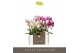 Phalaenopsis multiflora mix Optifriend 3spike 