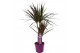 Dracaena marg. magenta 2pp - 30-15 - MoreLips 