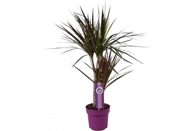 Dracaena marg. magenta 2pp - 30-15 - MoreLips Dracaena marg. magenta 2pp - 30-15 - MoreLips