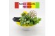 Arrangementen kamerplanten BACR-2501M Basic fundamentals 3 pp 