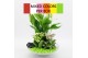 Arrangementen kamerplanten BACR-2502M Basic fundamentals 3 pp 