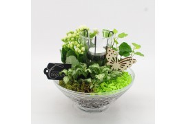 Arrangementen kamerplanten BACR-2503GR Basic fundamentals 3 pp