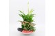 Arrangementen kamerplanten BACR-2502RZ Basic fundamentals 3 pp 