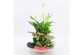 Arrangementen kamerplanten BACR-2502RZ Basic fundamentals 3 pp