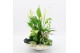Arrangementen kamerplanten BACR-2502W Basic fundamentals 3 pp 