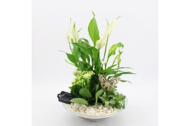 Arrangementen kamerplanten BACR-2502W Basic fundamentals 3 pp