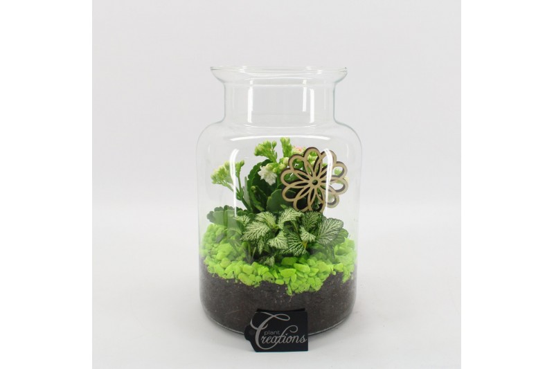 Arrangementen kamerplanten BACR-2506GR Basic fundamentals terrarium 2 Arrangementen kamerplanten BACR-2506GR Basic fundamentals terrarium 2