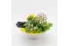 Arrangementen kamerplanten BACR-2501G Basic fundamentals 3 pp 