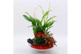Arrangementen kamerplanten BACR-2502R Basic fundamentals 3 pp