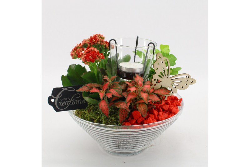 Arrangementen kamerplanten BACR-2503R Basic fundamentals 3 pp 