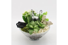 Arrangementen kamerplanten BACR-2503W Basic fundamentals 3 pp