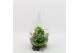 Arrangementen kamerplanten BACR-2505GR Basic fundamentals terrarium 3  