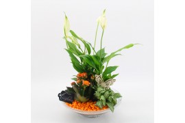 Arrangementen kamerplanten BACR-2502OR Basic fundamentals 3 pp