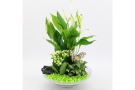 Arrangementen kamerplanten BACR-2502GR Basic fundamentals 3 pp