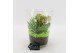 Arrangementen kamerplanten BACR-2504GR Basic fundamentals 2 pp 