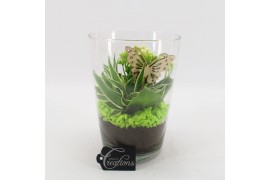 Arrangementen kamerplanten BACR-2504GR Basic fundamentals 2 pp