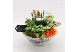 Arrangementen kamerplanten BACR-2503OR Basic fundamentals 3 pp