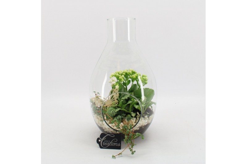 Arrangementen kamerplanten BACR-2505W Basic fundamentals terrarium 3 p Arrangementen kamerplanten BACR-2505W Basic fundamentals terrarium 3 p