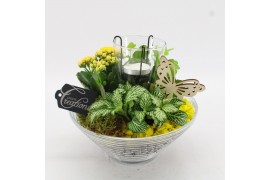Arrangementen kamerplanten BACR-2503G Basic fundamentals 3 pp